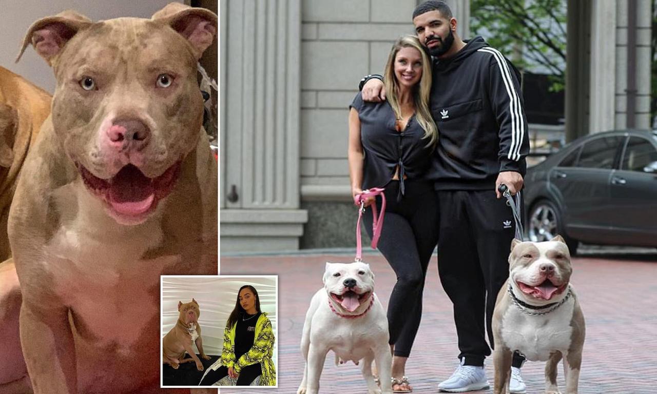 American Bully Xl: The Killer Breed Behind Record Number Of Fatal Dog  Attacks | Daily Mail Online