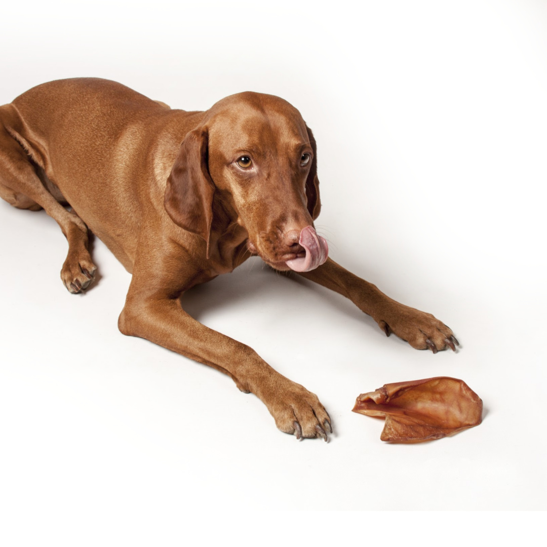 Australian Pig Ear 50 Per Carton - Australian Pet Treat Company