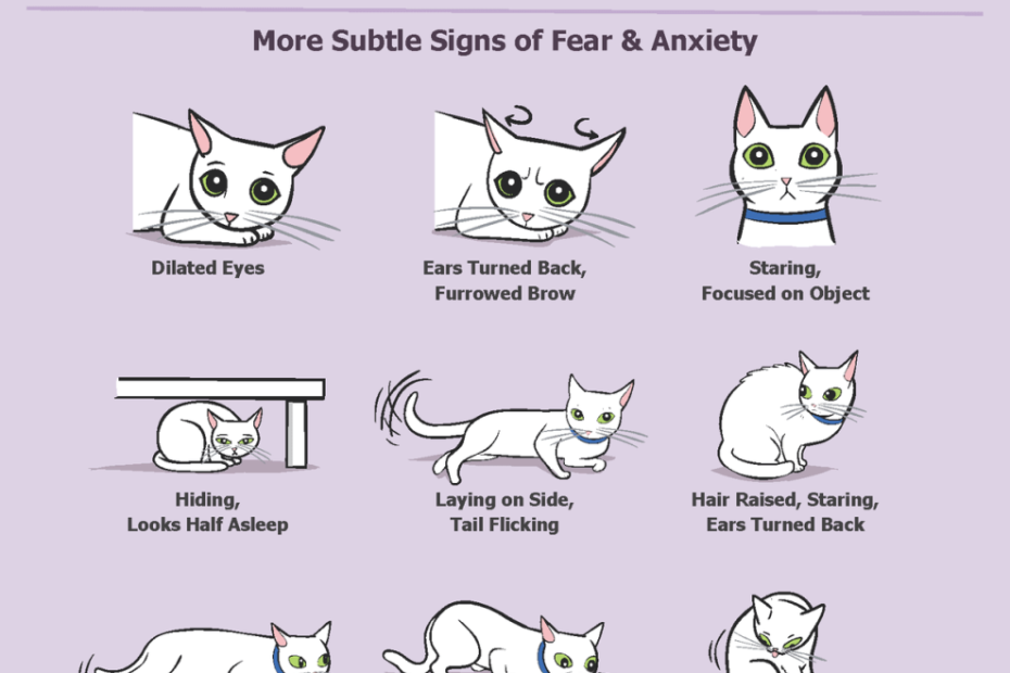Stress In Cats – Our Perceptions – Richmond Veterinary Clinic