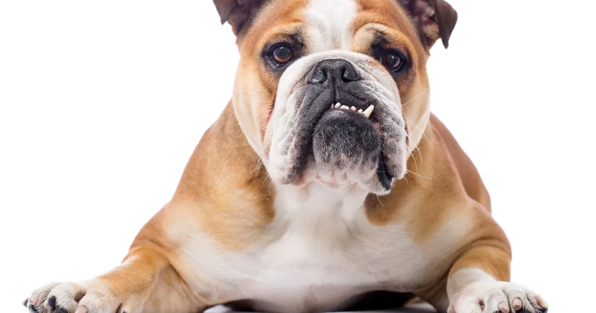 Bulldog Dog Breed