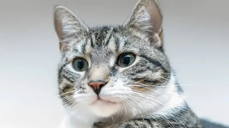 How Far Away Can A Cat Hear You Calling? – Pets Travel Guide