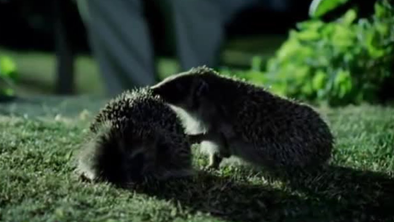 How to sex a hedgehog – Little Silver Hedgehog How To Sex A Hedgehog – Little Silver Hedgehog